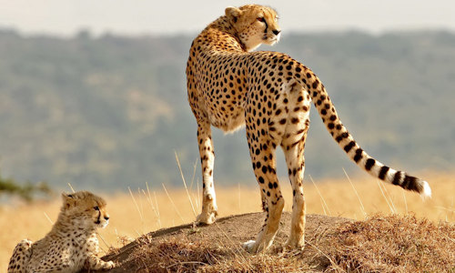 4 Days Masai Mara & Lake Nakuru