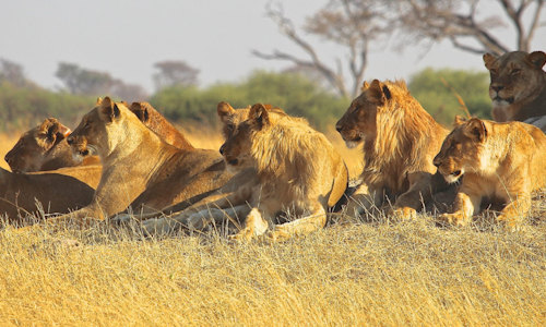 6 Days Flying Kenya Safari